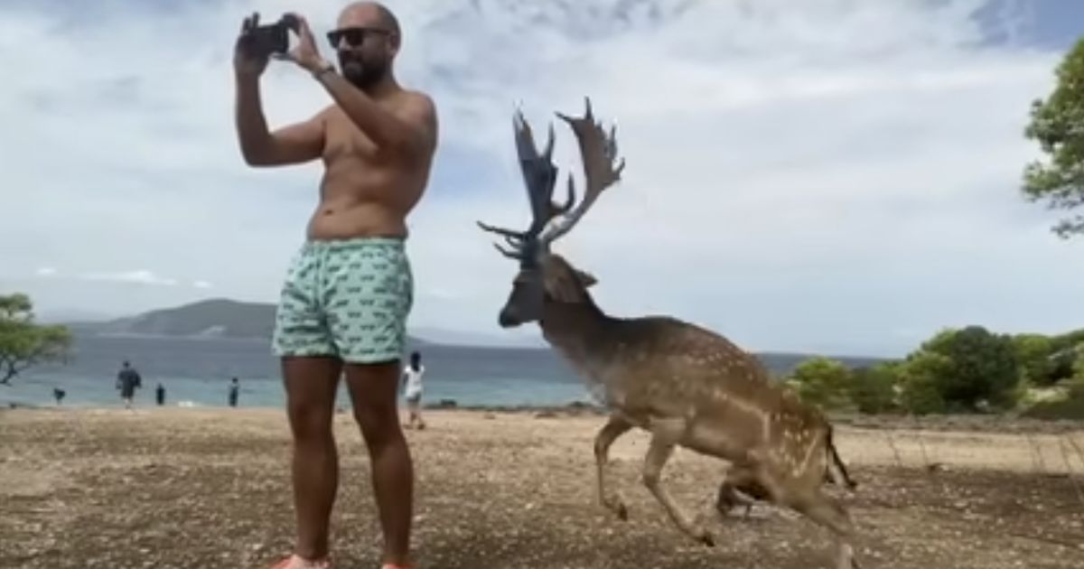 While on vacation in Greece, Gian Carlo Triacca tried to take a photo of a deer, but ended up being attacked by another one instead, resulting in some broken ribs.